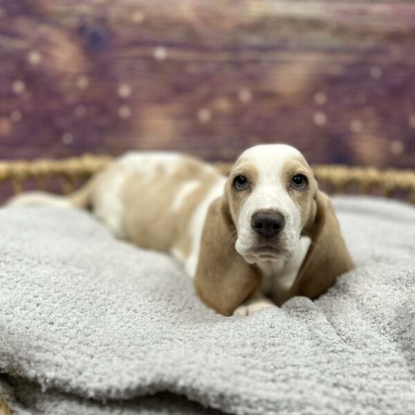 Basset Hound-DOG-Male-Lemon and White-4806-Petland Woodlands, TX