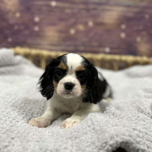 Cavalier King Charles Spaniel-DOG-Male-Black and White-4811-Petland Woodlands, TX