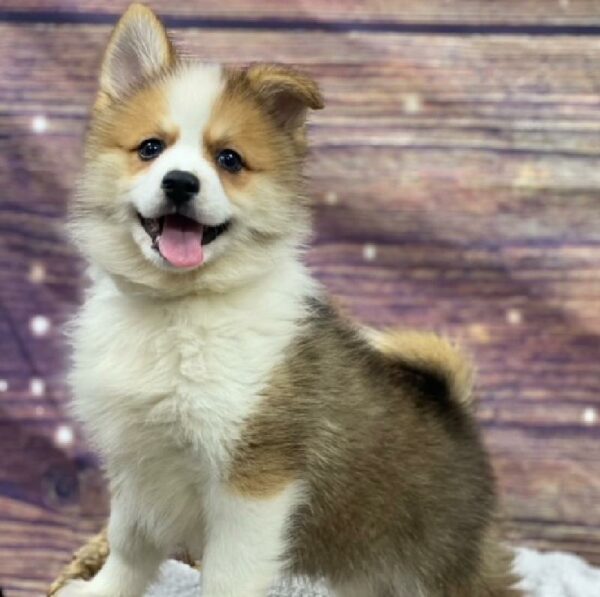 Pomsky-DOG-Male-wlf sbl-4829-Petland Woodlands, TX