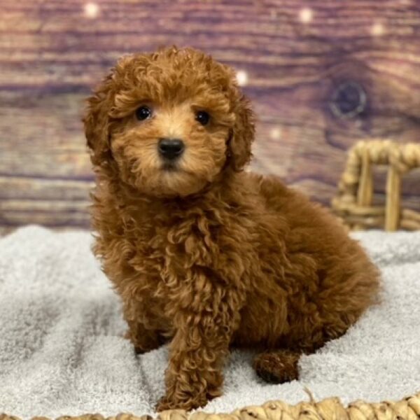Mini Poodle-DOG-Female-rd-4828-Petland Woodlands, TX