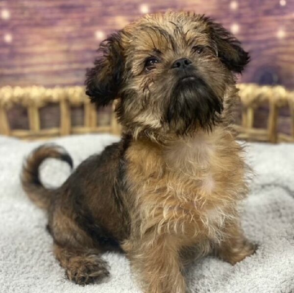 Shiffon-DOG-Female-Red-4836-Petland Woodlands, TX