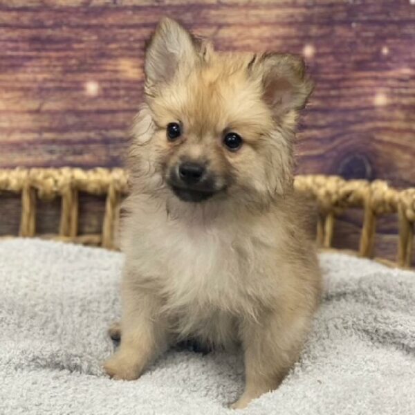 Pomeranian-DOG-Male-Cream Sable-4835-Petland Woodlands, TX