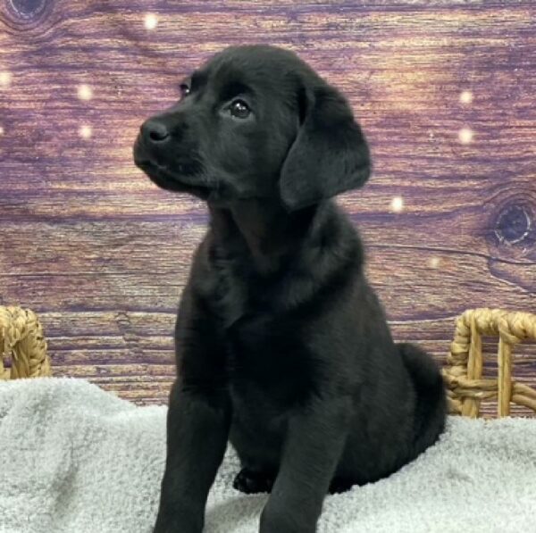 Labrador Retriever-DOG-Female-blk-4840-Petland Woodlands, TX