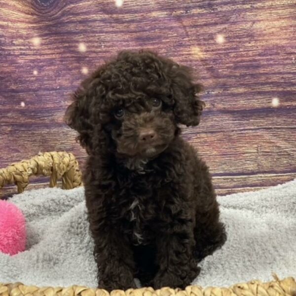 Cockapoo-DOG-Female-chlt-4844-Petland Woodlands, TX