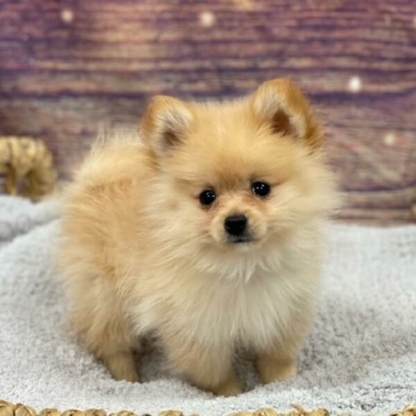 Pomeranian-DOG-Male-cr-4845-Petland Woodlands, TX