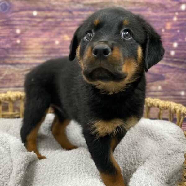 Rottweiler-DOG-Female-blk & tn-4852-Petland Woodlands, TX