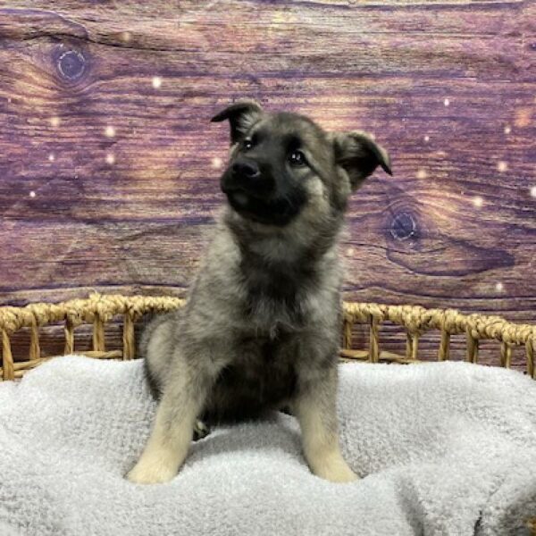 Norwegian Elkhound-DOG-Female-br blk & slvr-4851-Petland Woodlands, TX