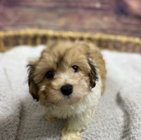 Havanese-DOG-Female-br & wh-4853-Petland Woodlands, TX