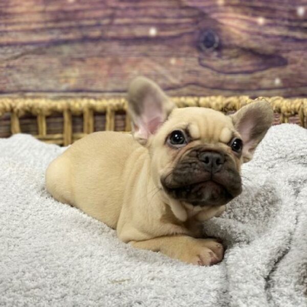 French Bulldog-DOG-Male-Fawn-4848-Petland Woodlands, TX