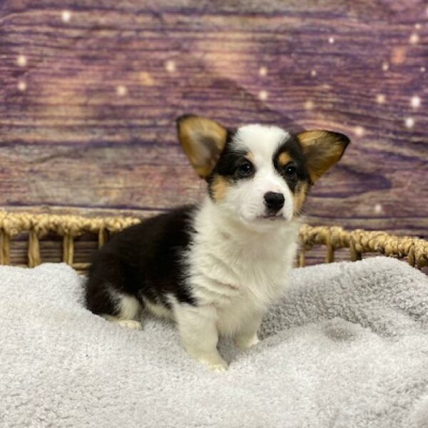 Pembroke Welsh Corgi-DOG-Female-Black and Tan-4849-Petland Woodlands, TX