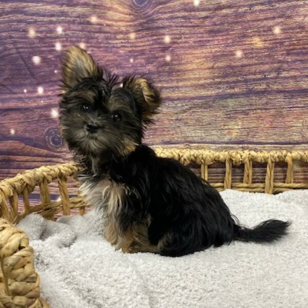Shorkie-DOG-Female-br tn & blk-4850-Petland Woodlands, TX