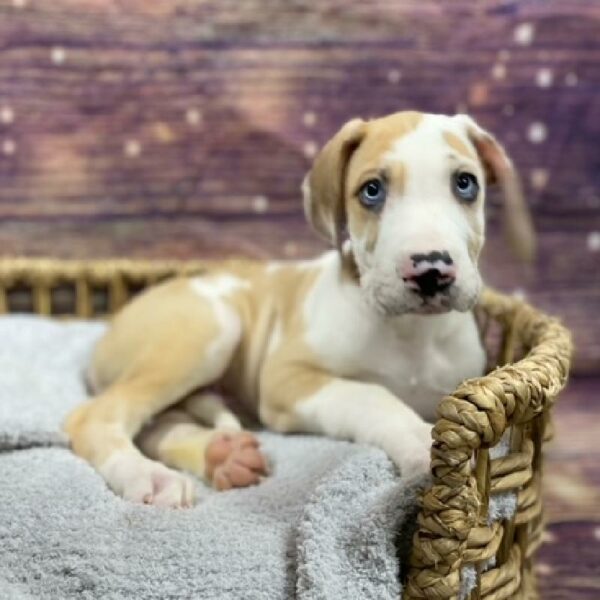 Great Dane-DOG-Male-Merlequin-4855-Petland Woodlands, TX