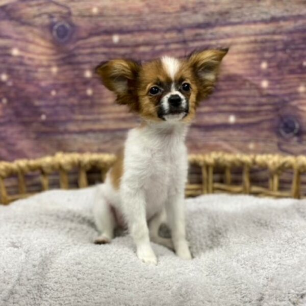 Papillon-DOG-Male-White and Red-4857-Petland Woodlands, TX