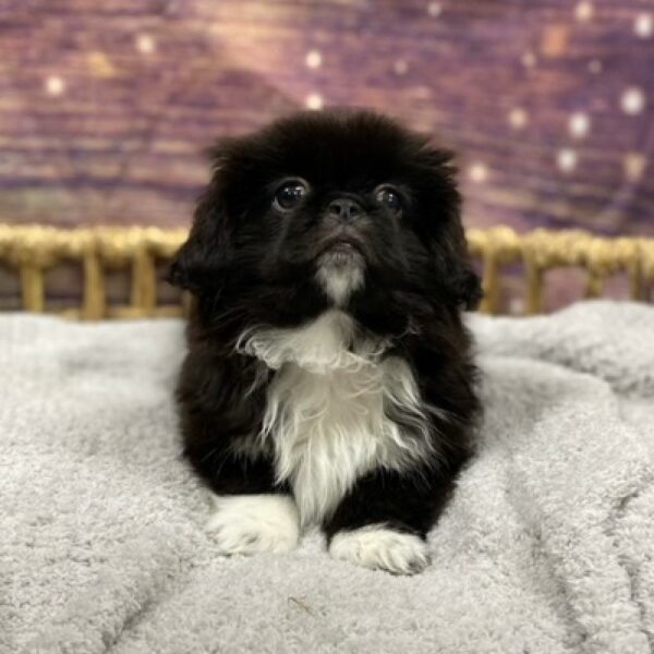 Pekingese-DOG-Male-blk & tn-4858-Petland Woodlands, TX