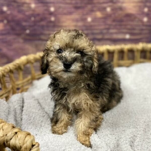 Mini Poodle-DOG-Male-chlt mrl & tn-4861-Petland Woodlands, TX