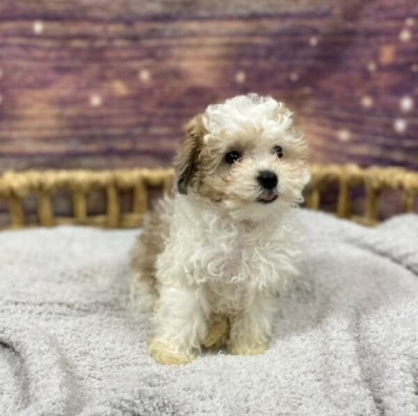 Mini Poodle-DOG-Female-bl mrl, prti-4860-Petland Woodlands, TX