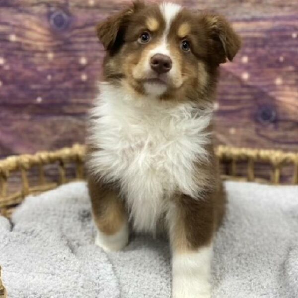 Australian Shepherd-DOG-Male-Red-4863-Petland Woodlands, TX