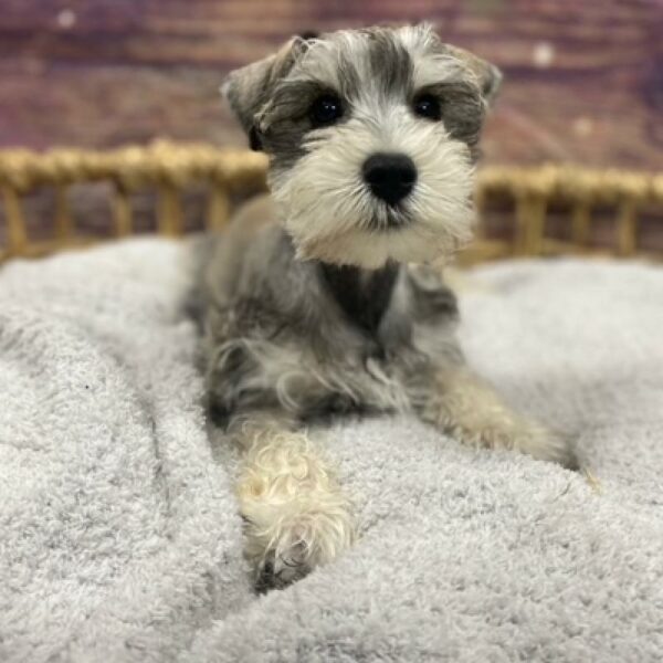 Mini Schnauzer-DOG-Male-slt & ppr-4864-Petland Woodlands, TX