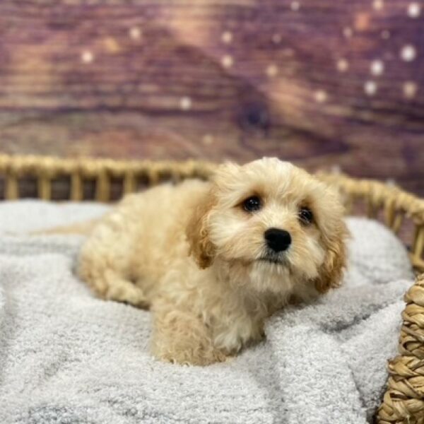 Cavachon-DOG-Female-bf-4865-Petland Woodlands, TX