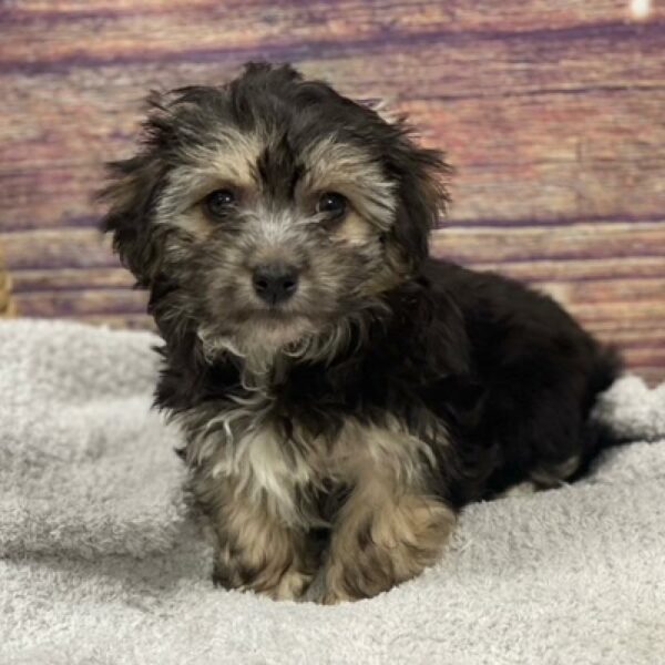Havanese-DOG-Female-Black and Tan-4867-Petland Woodlands, TX