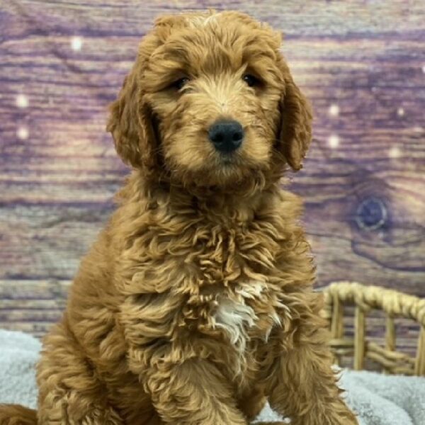 Mini Goldendoodle-DOG-Male-Red-4838-Petland Woodlands, TX