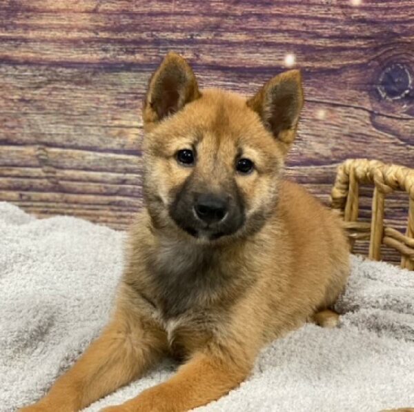 Shiba Inu-DOG-Male-Red Sesame-4837-Petland Woodlands, TX