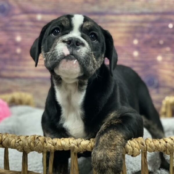Victorian Bulldog DOG Female blk & wh 4846 Petland Woodlands, TX
