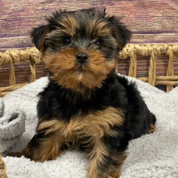 Yorkie-DOG-Male-Black and Tan-4876-Petland Woodlands, TX