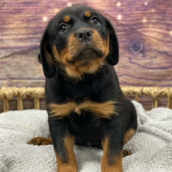 Rottweiler-DOG-Female-blk & tn-4879-Petland Woodlands, TX