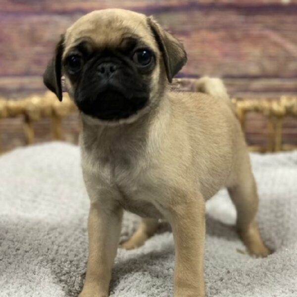 Pug-DOG-Female-Fawn-4874-Petland Woodlands, TX