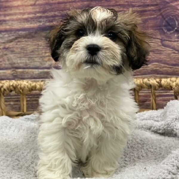 Teddy Bear-DOG-Male-Gold and White-4875-Petland Woodlands, TX