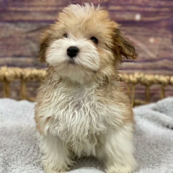 Havanese-DOG-Male-Red-4872-Petland Woodlands, TX