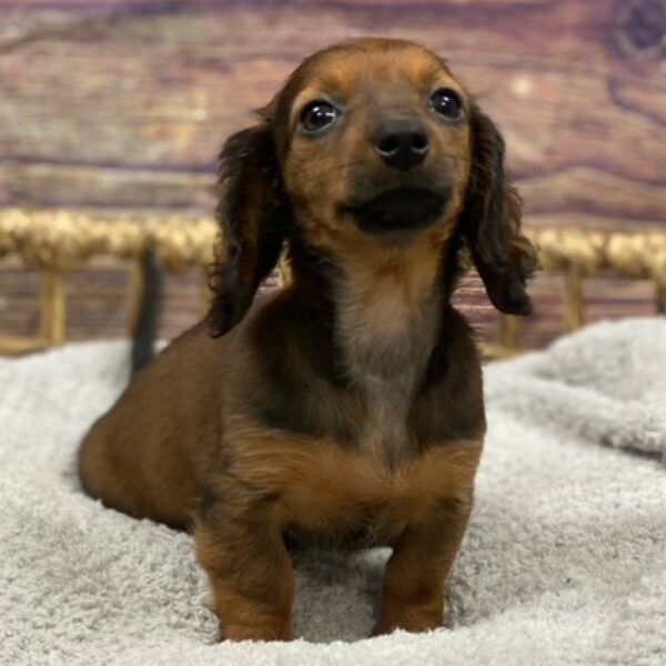 Dachshund-DOG-Female-Red-4877-Petland Woodlands, TX
