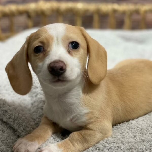 Dachshund-DOG-Female-rd & wh pbld-4883-Petland Woodlands, TX