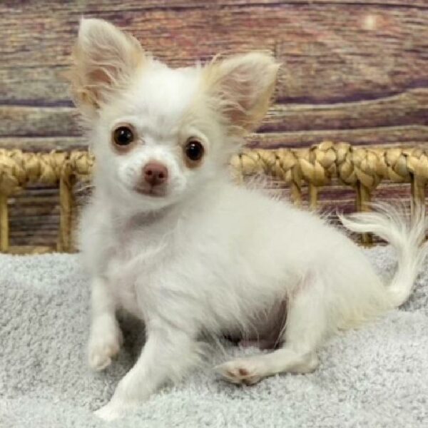 Chihuahua-DOG-Male-wh & cr-4884-Petland Woodlands, TX