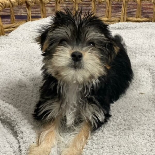 Yorkie-DOG-Female-blk & tn-4878-Petland Woodlands, TX