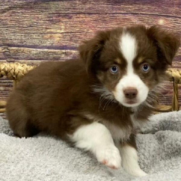 Miniature Australian Shepherd-DOG-Female-rd tn & wh-4882-Petland Woodlands, TX