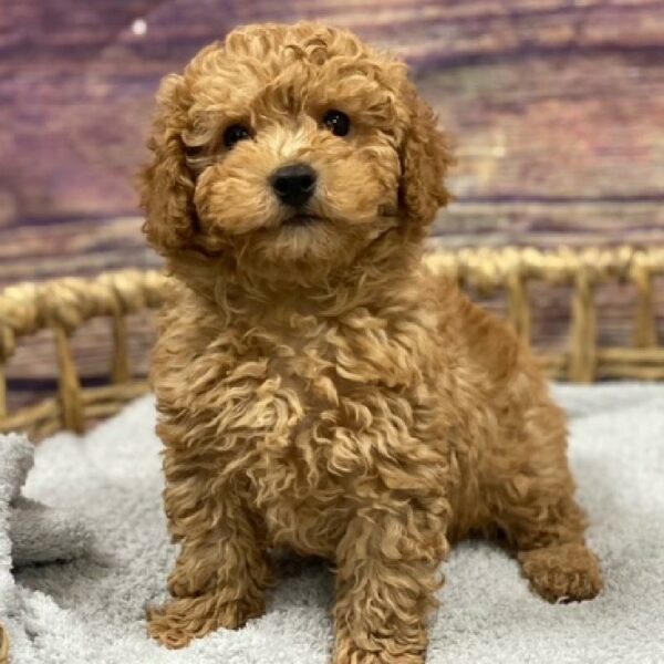 Mini Poodle-DOG-Male-apct-4881-Petland Woodlands, TX