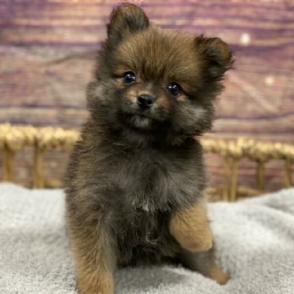 Pomeranian-DOG-Male-Sable-4873-Petland Woodlands, TX