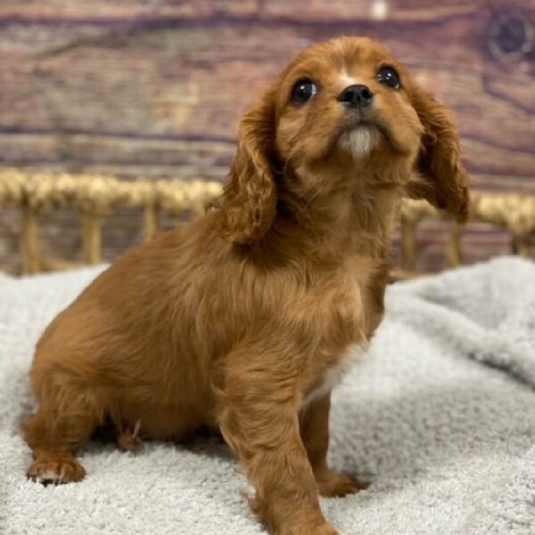 Cavalier King Charles Spaniel-DOG-Male-Ruby-4871-Petland Woodlands, TX