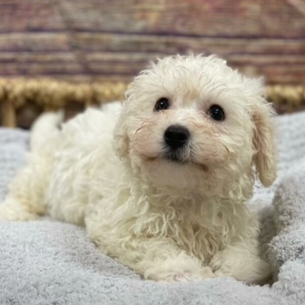 Bichon-DOG-Male-White-4885-Petland Woodlands, TX