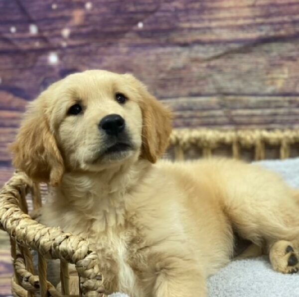 Golden Retriever-DOG-Female-gldn-4893-Petland Woodlands, TX