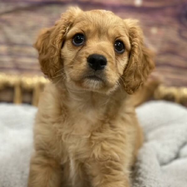 Cavapoo-DOG-Male-Red-4888-Petland Woodlands, TX