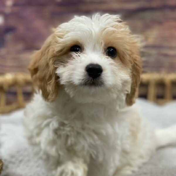 Cavachon-DOG-Male-bheim-4899-Petland Woodlands, TX