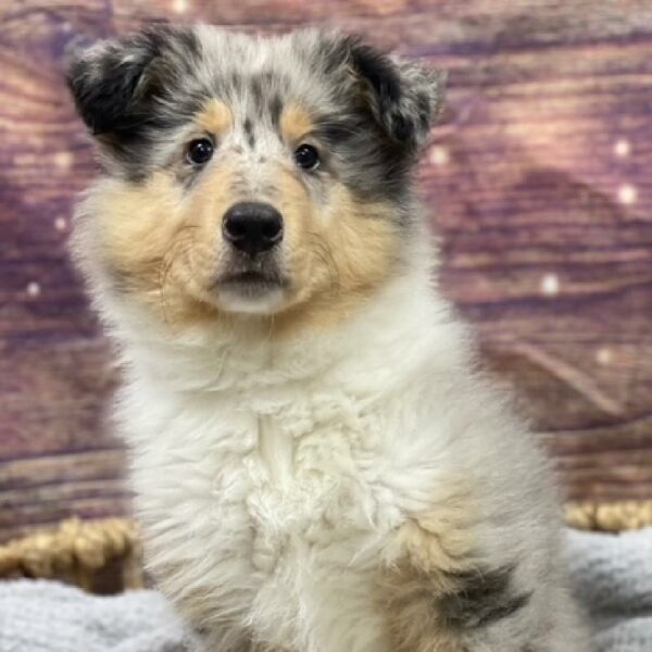Collie-DOG-Male-bl mrl wh & tn-4898-Petland Woodlands, TX