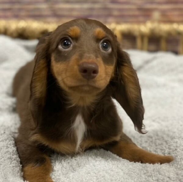 Dachshund-DOG-Female-chlt & tn-4897-Petland Woodlands, TX