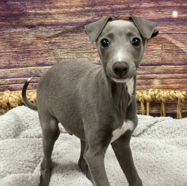 Italian Greyhound-DOG-Male-bl & wh-4892-Petland Woodlands, TX