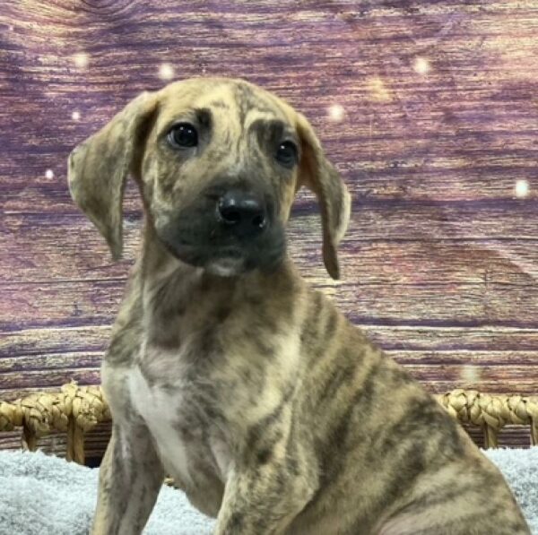 Great Dane-DOG-Male-Brindle-4889-Petland Woodlands, TX