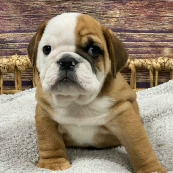 English Bulldog-DOG-Male-rd & wh-4896-Petland Woodlands, TX