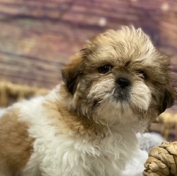 Shih Tzu-DOG-Male-br& wh-4890-Petland Woodlands, TX